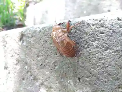白山神社(福井県)