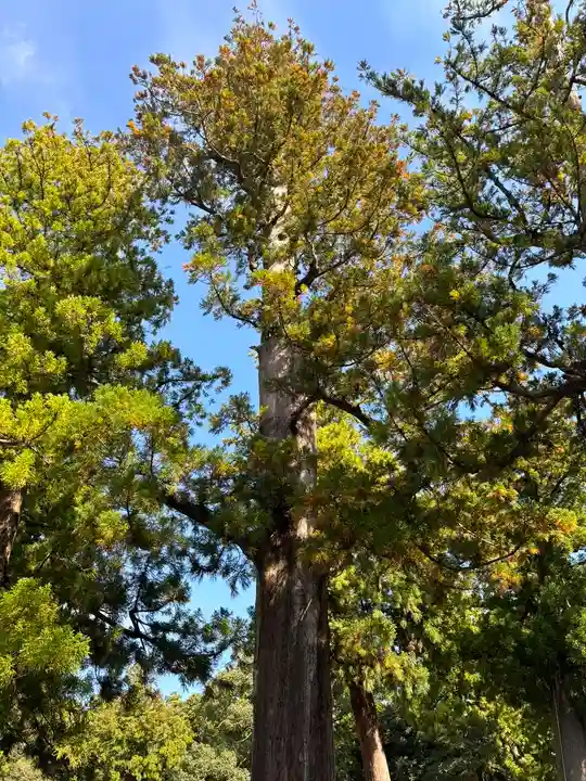 伊勢神宮外宮(豊受大神宮)の自然