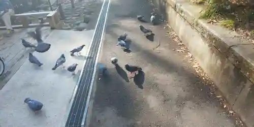 和樂備神社の動物