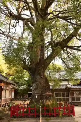 八幡奈多宮(大分県)