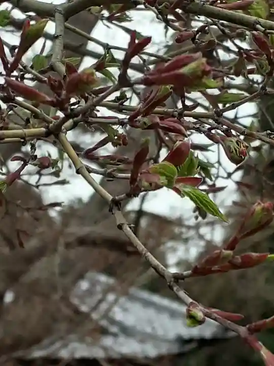 伏木香取神社の自然