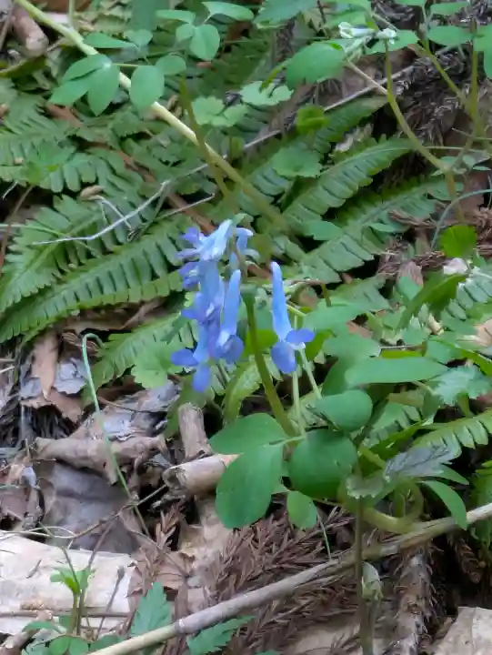 函館八幡宮の自然
