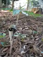 伏木香取神社の自然