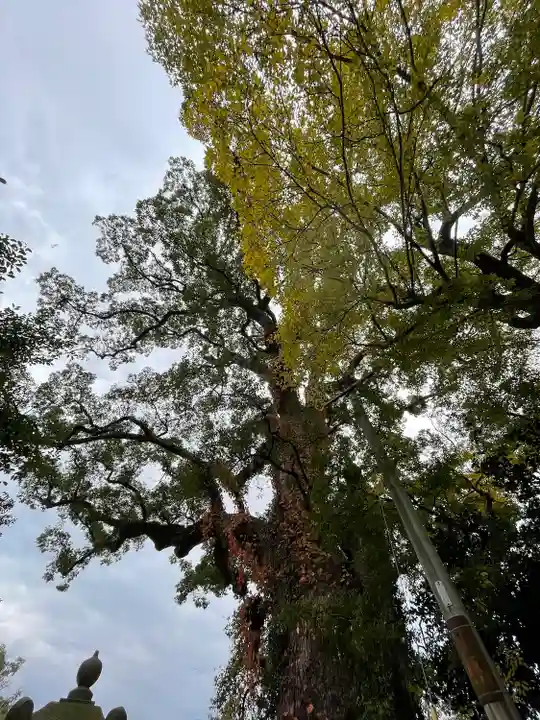 恵蘇八幡宮の自然