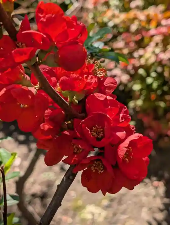 宝玉稲荷神社(神奈川県)