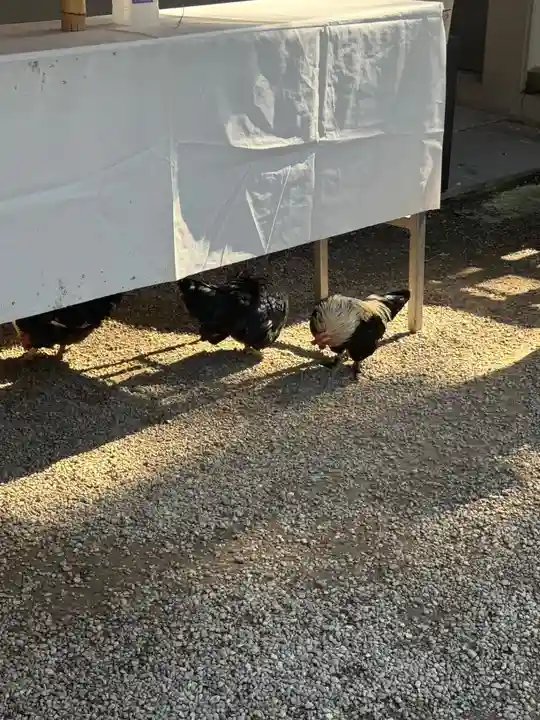 大崎八幡宮(宮城県)