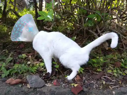 御誕生寺（猫寺）(福井県)