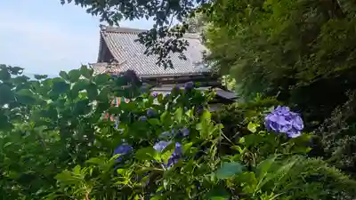 岡寺(龍蓋寺)(奈良県)