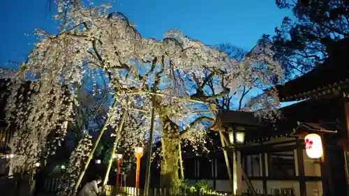 平野神社の自然
