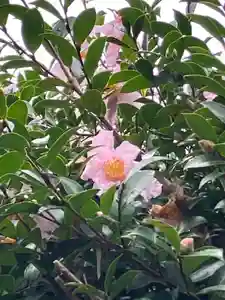 大山祇神社の自然(2022年11月19日(土) 17時22分45秒投稿)