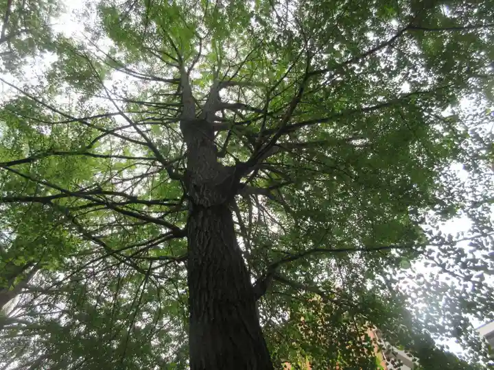 銀杏八幡宮の自然
