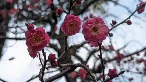 北野天満宮(京都府)