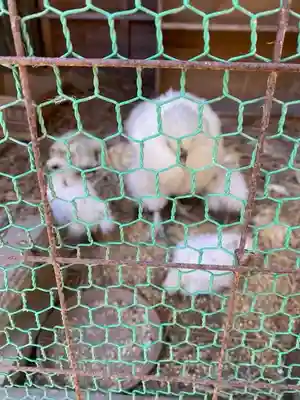高屋敷稲荷神社(福島県)
