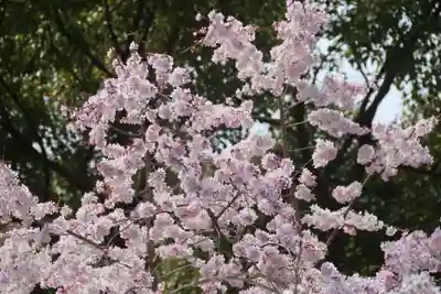 三島八幡神社の自然