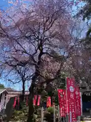 白岡八幡神社の自然