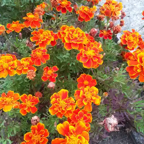七重浜海津見神社(北海道)