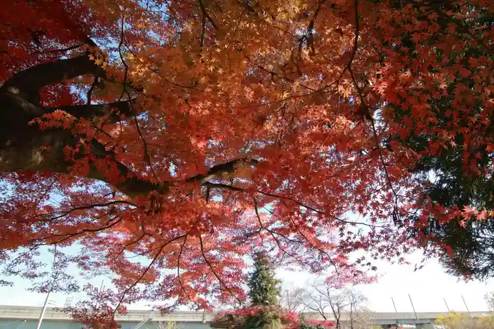東館稲荷神社の自然