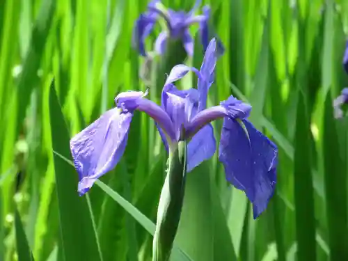 大田神社（賀茂別雷神社境外摂社）の自然