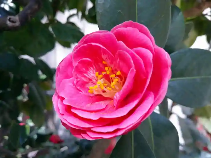 讃岐小白稲荷神社の自然