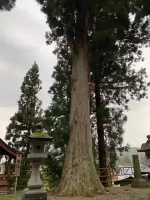 角館総鎮守 神明社の自然