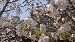 平野神社の自然