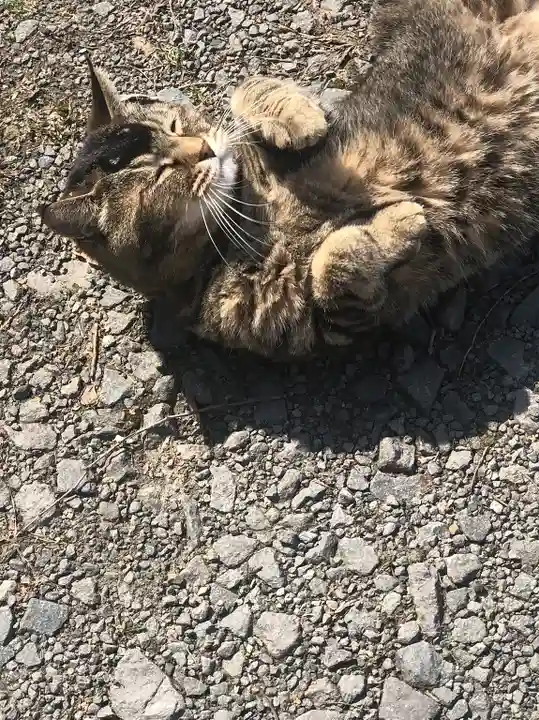 浅草観音寺の動物