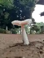 伏木香取神社の自然