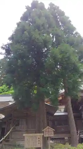 白山比咩神社の自然