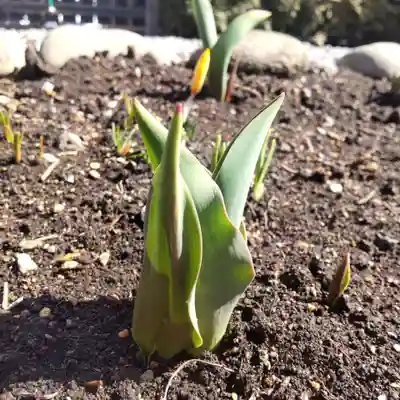 七重浜海津見神社(北海道)