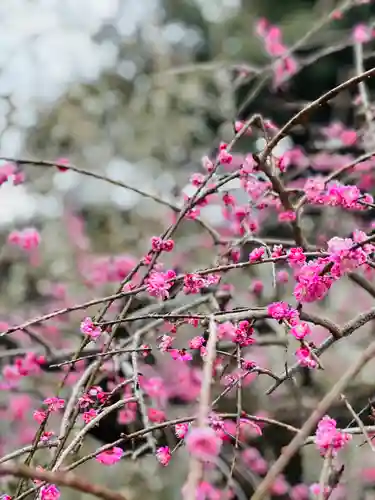 大縣神社の自然