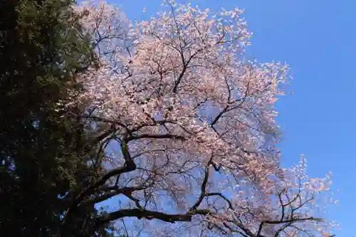 八幡神社の自然