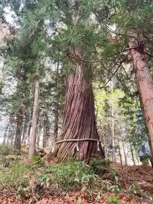 戸隠神社火之御子社(長野県)