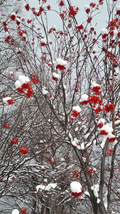 新琴似神社の周辺
