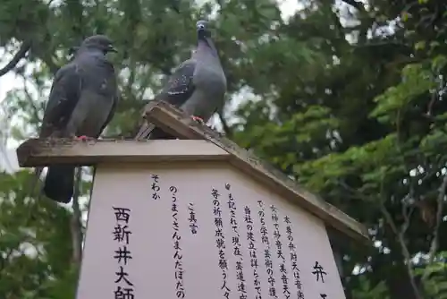 西新井大師総持寺の動物