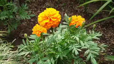 海老坂薬師の自然