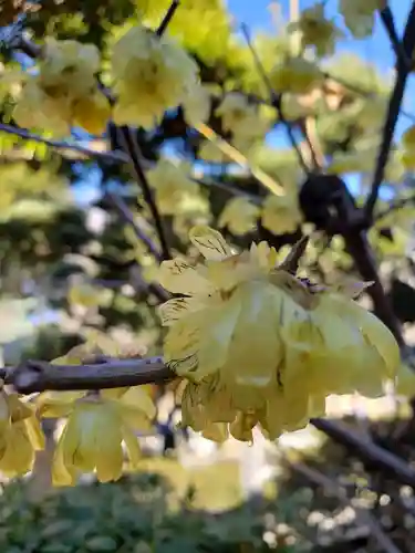 鳩森八幡神社の自然