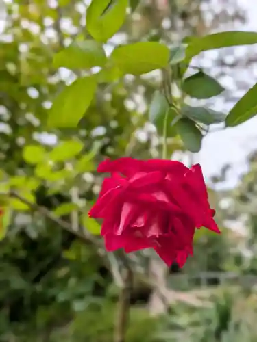 乃木神社(東京都)