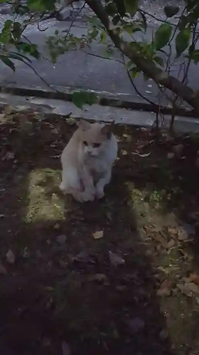 天王坊稲荷神社の動物
