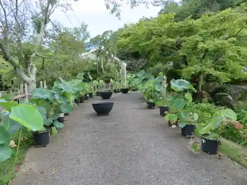 正蓮寺の庭園