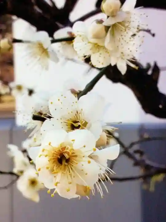 成子天神社(東京都)