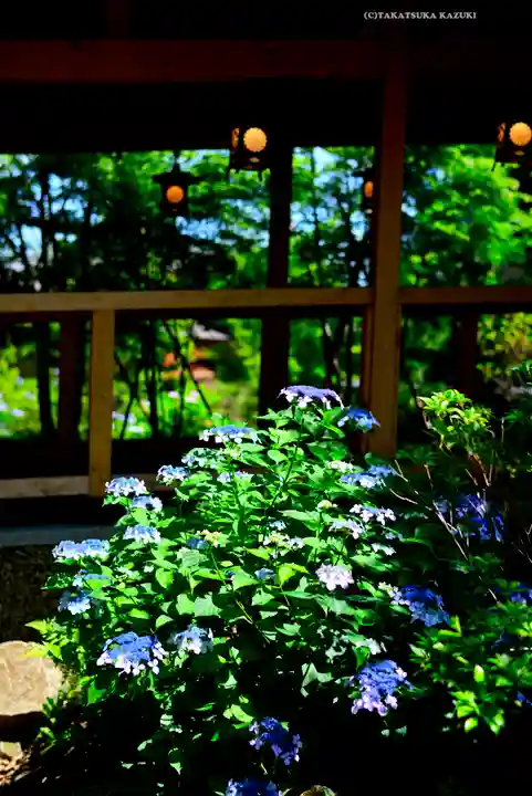 川越氷川神社(埼玉県)