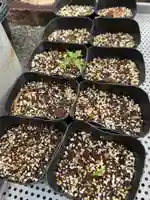 手力雄神社(岐阜県)