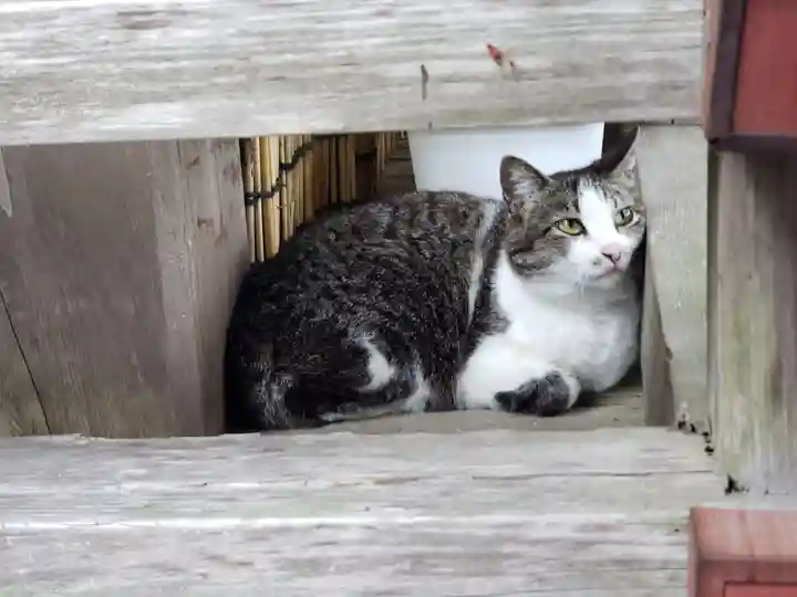 高祖神社の動物
