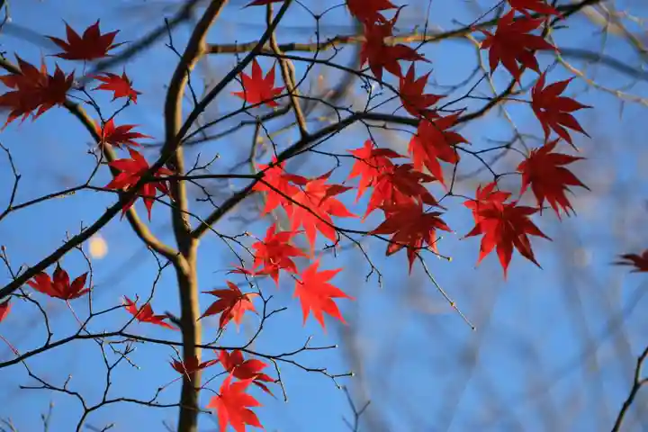 阿久津「田村神社」(郡山市阿久津町)旧社名:伊豆箱根三嶋三社の庭園