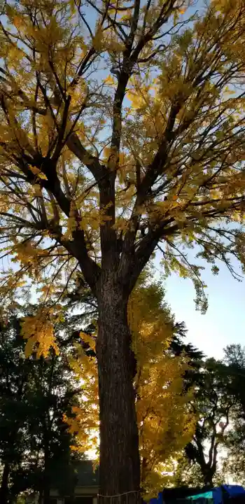 葛西神社の自然