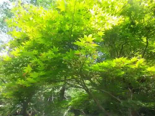 浄光明寺の自然