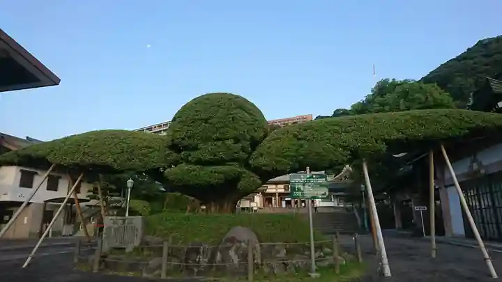 照國神社(鹿児島県)