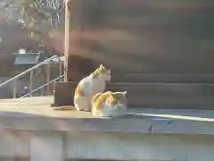 稱名寺の動物