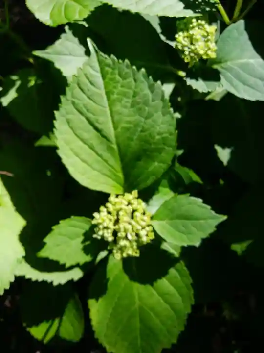 琴似神社(北海道)