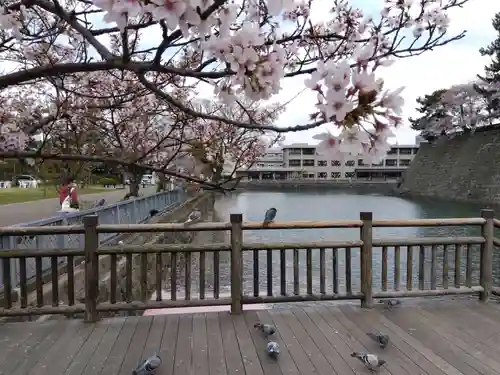 福井神社(福井県)
